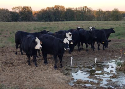 Somerville Livestock Auctions