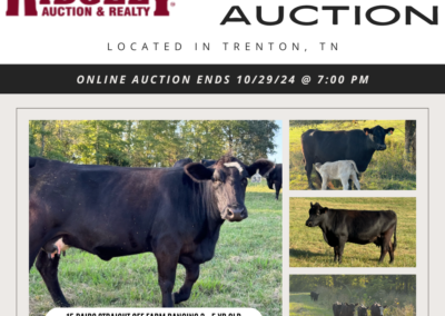 ONLINE ONLY -15 COW & CALF PAIRS STRAIGHT FROM THE FARM RANGING 3-5 YEARS OLD – AUCTION ENDS 10/29/24 @ 7:00 PM