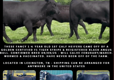 ONLINE ONLY AUCTION ENDS 09/26/25 @ 7 PM – MCKEE CATTLE